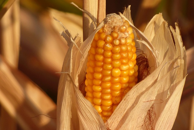 Captivating Corn Pun Captions