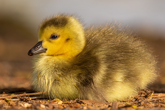 Short and Sweet One-Liner Goose Puns