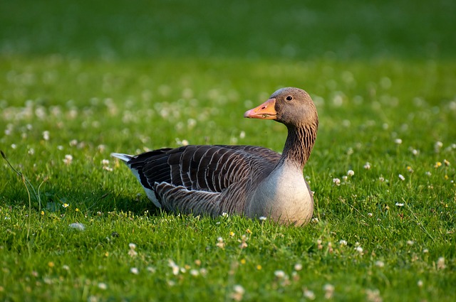 70+ Funny Goose Puns and Jokes to Make You Laugh Out Loud