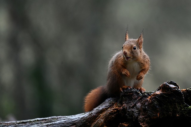 180+ Funny Squirrel Puns & Jokes for Every Occasion