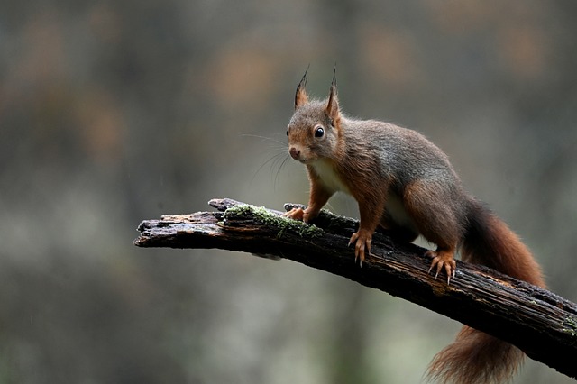 Fun Facts About Squirrel Puns