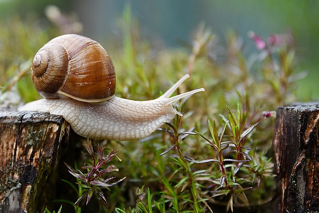 250+ Funny Snail Puns and Jokes: The Ultimate Slow Comedy Guide