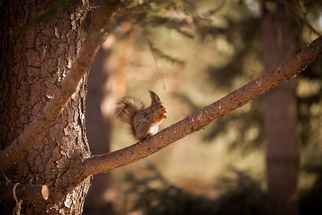 Clever Squirrel Sayings