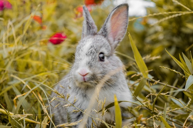 Clever One-Liner Rabbit Puns