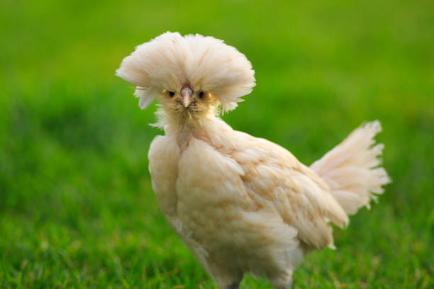 Chicken Jokes to Make You Laugh Out Loud