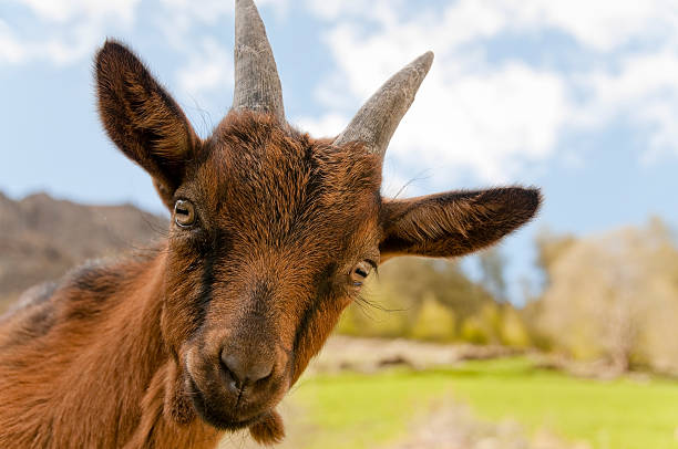 140+ Funny Goat Puns and Jokes That'll Make You Laugh