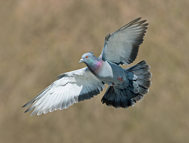 Best Pigeon Jokes to Share With Friends