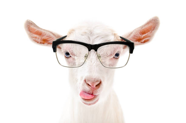 Side-Splitting Goat Jokes: Short and Sweet Humor